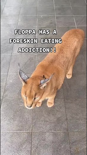 Understanding Floppas: Lifespan and Care Tips