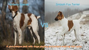 Brittany Spaniel vs. Smooth Fox Terrier: A Comparison of Beloved Dog Breeds