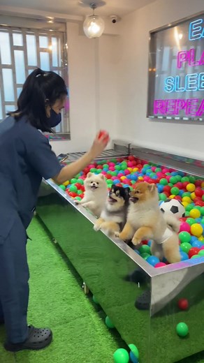 Experience Playcare or Daycare for Your Furbaby at Abby's Paws 'n Play