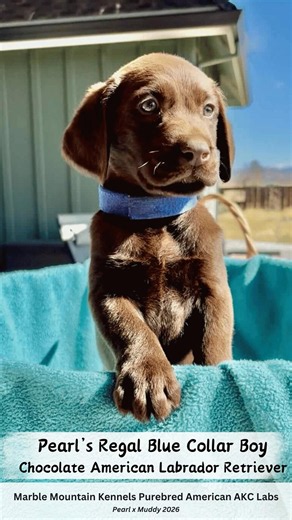 Pearl x Muddy's Gorgeous Chocolate Labrador Retriever Puppy - Happy Birthday, Ms. Hutchings! - SOLD