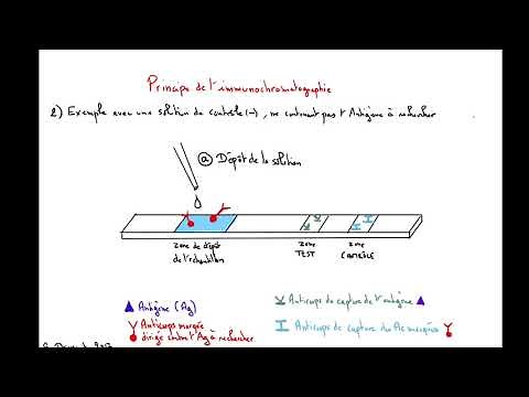 Une minute pour comprendre... l'immunochromatographie