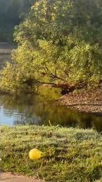 Video of Piney River Resort, TN from Kelly G.