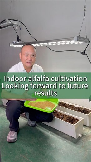 I’m trying alfalfa cultivation indoors,using Corey double-row plant lights for supplemental lighting