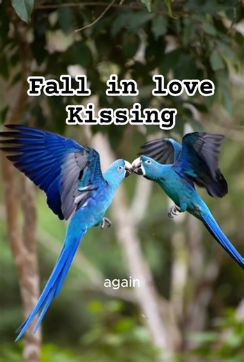 The Real Rio: How Rare Blue Macaws Fall In Love! #shortsfeed #shorts #funnyanimals #cute #2025