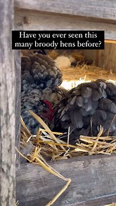 49K views · 157 reactions | This is something new.  Our bantam...