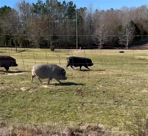 Friday’s running of the pigs. Please appreciate Scooter who is 11 years old and one of our oldest pigs. It’s impressive how he comes behind to take the lead! Go Scooter! 🎉🙌🏻💕 | Frog Song Farm Sanctuary
