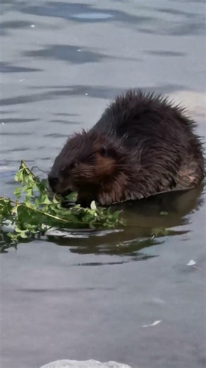 beaver eating