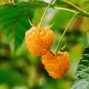 1 Anne Raspberry Plant - Bare Root Cane, 1-year-old Canes – Golden Everbearing Variety – Extra Sweet Yellow Berries Hand Picked Nursery - Etsy