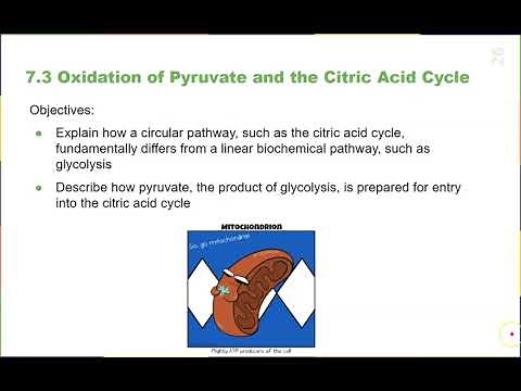 Chapter 7 Cellular Respiration