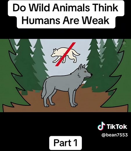 Do Wild Animals Think Humans Are Weak? — Part 1