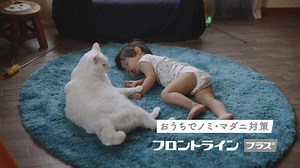 動物病院で使われるお薬をおうちで。ノミ・マダニ対策ならフロントライン プラスⓇ キャット | PECO［ペコ］