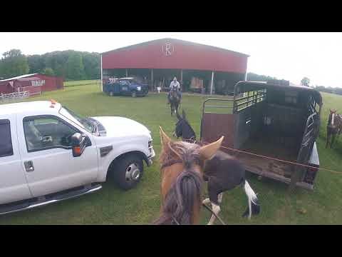 When a farmer's mule escapes the Amish shoeing barn