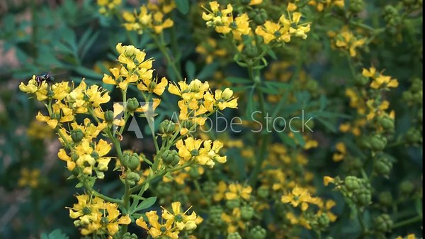 Rue plant (Ruta graveolens L.) in bloom, showcasing delicate yellow flowers, green buds, and feathery leaves - an aromatic and medicinal herb with distinctive floral geometry.