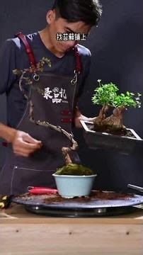 Learn to grow bonsai, Shan Hong large fruit cotoneaster shaping, pruning, shaping #bonsai making