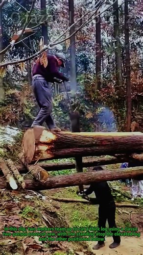 Old-School Two-Person Sawing! 🪚 Cutting Logs the Traditional Way #Woodworking