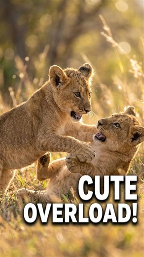 Adorable Lion cubs playing together is the cutest thing ever! #lioncubs #wildlife #shorts