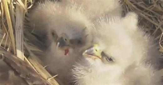 2 bald eagle chicks hatch near Dallas during winter storm