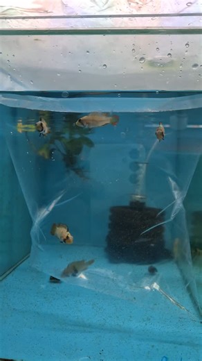 Apistogramma Agassizi Fire Red (Golden) Apistogramma Blue Panda (Pandurini) Apistogramma Nannacara Golden Dwarf Cichlid - Albino Heckeli (Acarichthys) [İplik Yüzgeçli Cichlid] Cichlid - Ramirezi (Elektrik Blue) Cichlid - Ramirezi (German Blue) Cichlid - Ramirezi (Golden) Cüce Vatoz (Albino Tül Kuyruk) Garra Rufa (Panda) Gurami (Parlayan) [Trichopsis Pumila] Killifish - Clown (Epiplatys Annulatus) Makrakanta (Chromobotia Macracanthus) [Clown Loach] Puffer (Dwarf Indian) [Carinotetraodon Travancor