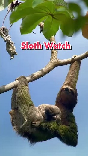 Sloth Watching in the Wild: A Relaxing Adventure
