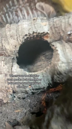 Leopard Gecko Care Tips for Beginners