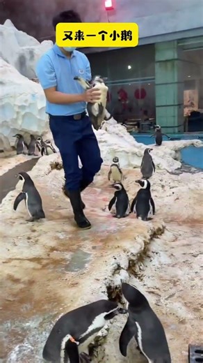Adorable Penguin Daily Life: New Pet Debut