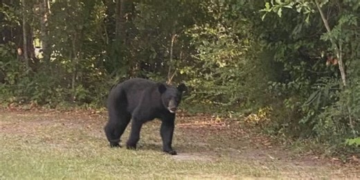 Bear sightings in Decatur County, why DNR officials say don’t freak out