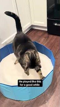 This was worth the mess 😂 #milo #shorts #cats #catsofyoutube #viral
