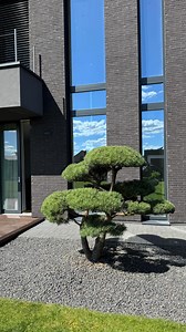 Stulbinantis prieš ir po rezultatas!🌳 Kartais Niwaki medžiai per metus pasikeičia taip, kad jų nebeatpažinti – gausu prieaugio, o forma tampa lengvai nesuvaldoma!🪄 Be struktūrinio genėjimo jie gali tapti ne tik netvarkingi, bet ir struktūriškai silpni, kas ilgainiui neigiamai veikia jų sveikatą ir augimą.✨ Džiaugiamės, kad turime klientus, kurie supranta augalų poreikius ir rūpinasi jais atsakingai. Tai ne tik grožio, bet ir gyvybės bei harmonijos sodo dalis.🌳 Incredible before and after! 🌳 