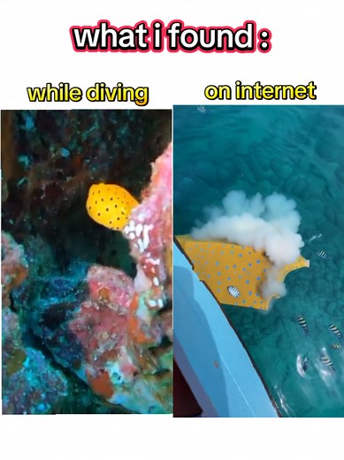 Explore Scuba Diving with Unique Sea Creatures in Bali