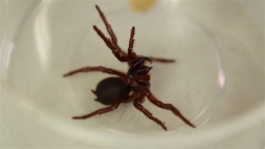 Funnel-web venom could save heart attack victims