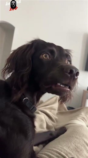 “POV: I can’t stop laughing 😂” #memevideo #comedian #FlashFromZootopia #cartoon