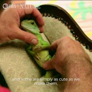 14K views · 782 reactions | Happy World Lizard Day! Stream classic NATURE episodes for free on apps and smart TV platforms: to.pbs.org/3GHhICI | Nature | PBS | Facebook