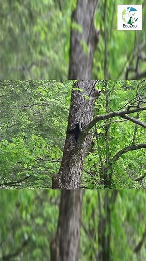 👀🐻Bear Cub's Wild Tree Adventure Caught on Camera!