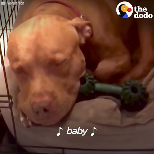 Pit Bull Dog Falls Asleep to Dad Singing Dog Lullaby | The Dodo