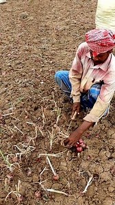 240K views · 1K reactions | Onion Harvesting Manually: Hi Friends,...