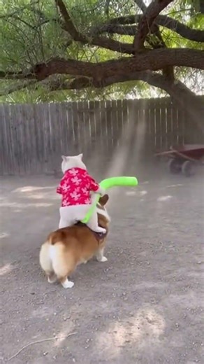 An epic cat duel: Cats riding Corgis into battle! ⚔️