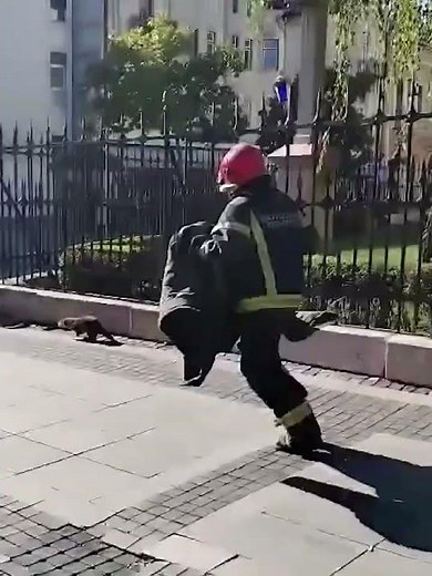 VIDRA U CENTRU SOMBORA?! 🦦 Pogledajte neverovatnu šetnju kroz gradske ulice!