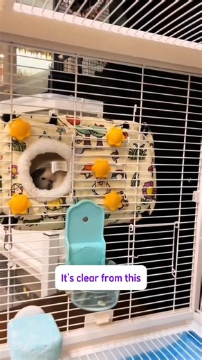 Avian on Instagram: "Monk Parrot - Master Architect 😇 #parrotslover #budgies #parrottok #viral #petbird #loverbirds #cutepet #myparrot #parrotsofinstagram #parrots #funnypet #petbirds #viralphotochallenge #trendingvideo"