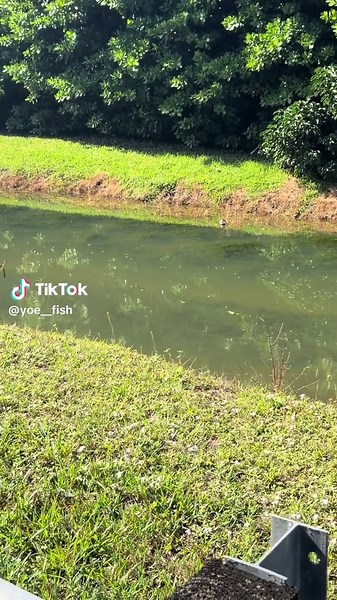 Está ya se iba ya #paratodoelmundo #fishing #fishing #fishing #foryu