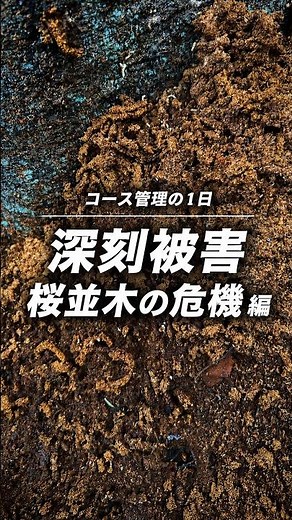 【深刻被害】桜の危機 外来害虫クビアカツヤカミキリから名物の桜並木を守る【樹幹注入】 栃木ヶ丘ゴルフ倶楽部