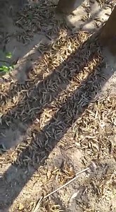 The NDF continues to battle the onslaught of the African migration red locusts. | The Ministry of Defence and Veterans Affairs