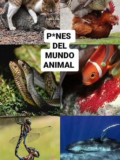 Pájaros y Su Reproducción: Beso Cloacal en Aves