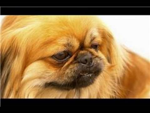 Dog Grooming : How to Groom a Pekingese