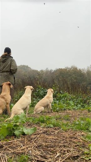 Driven Mallard Shooting | Yellow Labrador Gundog Team | English Fieldsports