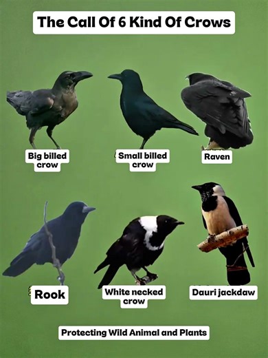 6 Common Crow Species by Their Calls