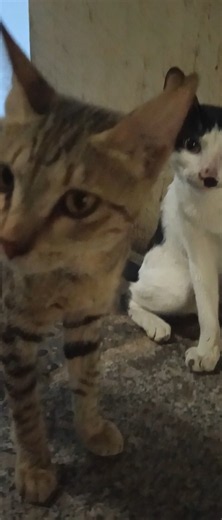 Cutest Cat Ever! You Must Watch #catvideo #kitten #kittylover #petvideo