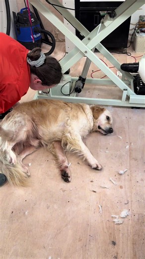 Dog Grooming Workout Tips for Energetic Retrievers