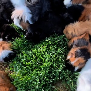 81K views · 433 reactions | Fresh, nutritious greens your little...