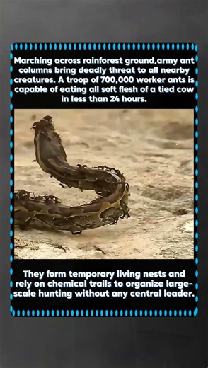 Army Ants’ Swarm Can Strip A Cow To Bones Within One Day #armyants #wildlife #naturefacts