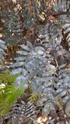 Whiteflies on Red Powderpuff (Calliandra haematocephala): Acacia whitefly (Tetraleurodes acaciae) commonly attacks Calliandra spp. Immature stages of whiteflies are scalelike, feeding on sap from plants and rarely moving after the first stage. Whiteflies pass through a unique final development stage, sometimes termed a “pupa,” from which the adults emerge. #floridamastergardener #acacia #calliandra #calliandrahaematocephala #whiteflies #suckinginsects #whitefly | UF IFAS Ext - Lee County